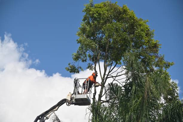 Best Tree and Shrub Care  in Winfield, IL